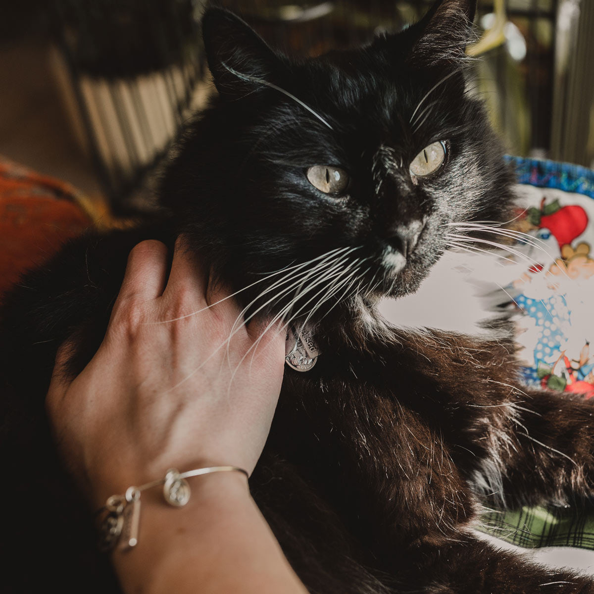 Pet Blessings Bracelet & Pet Tag Set